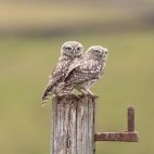 Little owlets in the Yorkshire Dales, UK.