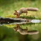 Red squirrel in the Yorkshire Dales.