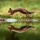 Red squirrel in the Yorkshire Dales.