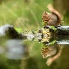 Red squirrel in the Yorkshire Dales.