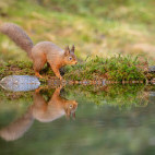Red squirrel in the Yorkshire Dales.