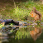 Red squirrel in the Yorkshire Dales.