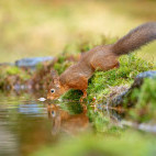 Red squirrel in the Yorkshire Dales.