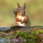 Red squirrel in the Yorkshire Dales.