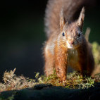 Red squirrel in the Yorkshire Dales.