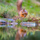 Red squirrel in the Yorkshire Dales.