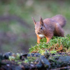Red squirrel in the Yorkshire Dales.