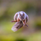 Red squirrel in the Yorkshire Dales.