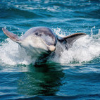 Bottlenose dolphin in Wales.