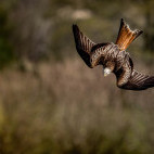 Red kite in Wales.