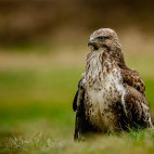 Red kite in Wales.