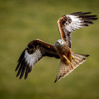 Red kite in Wales.