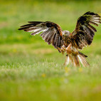 Red kite in Wales.