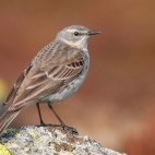Water pipit in Durmitor National Park, Montenegro