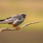 Red-footed falcon