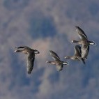 White-fronted geese in flight