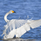 Whooper swan in Scotland