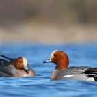 Wigeon