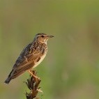 Woodlark