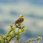 Yellowhammer