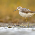 Greenshank