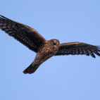 Hen harrier