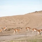 Guanacos in Parque Patagonia, Argentina.