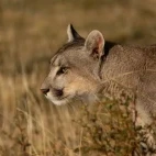 Puma in Parque Patagonia, Argentina.