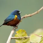 Chestnut-bellied euphonia in Argentina