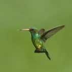 Glittering-bellied emerald in Argentina