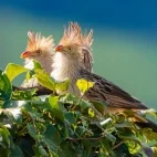 Guira cuckoo in Argentina