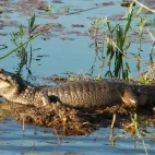 Caiman in Ibera Wetlands, Argentina