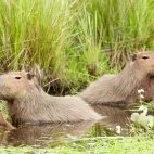 Capybara in Ibera Wetlands, Argentina
