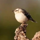 Chalk-browed mockingbird in Ibera Wetlands, Argentina