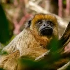Caraya howler monkey in Ibera Wetlands, Argentina