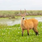 Marsh deer in Ibera Wetlands, Argentina