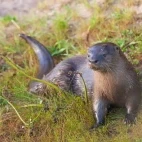 Neotropical otter in Ibera Wetlands, Argentina