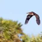 Rufescent tiger heron in Ibera Wetlands, Argentina