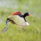 Wattled jacana in Ibera Wetlands, Argentina