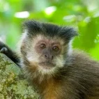Black capuchin near the Iguazu Falls in Argentina