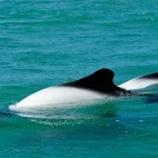 Commerson's dolphin at Puerto Deseado in Argentina