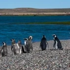 Magellanic penguin at Puerto Deseado in Argentina