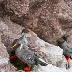 Red-legged cormorant at Puerto Deseado in Argentina