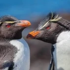 Rockhopper penguin at Puerto Deseado in Argentina