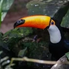 Toucan in Puerto Iguazu, Argentina
