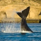 Right whale in Valdes Peninsula, Argentina