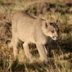 Puma in Argentina.