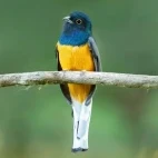 Surucua trogon in Argentina