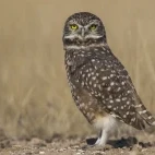 Burrowing owl in Valdes Peninsula, Argentina