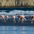 Flamingo in Valdes Peninsula, Argentina